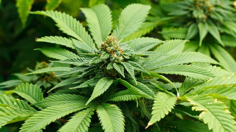 Cannabis Delivery in Nassau: Convenient and Accessible