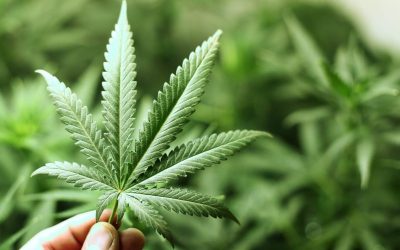 Your Essential Guide to Safe Purchases of Cannabis Fort Covington NY Products